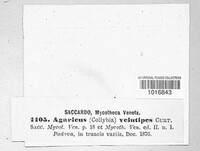 Agaricus velutipes image